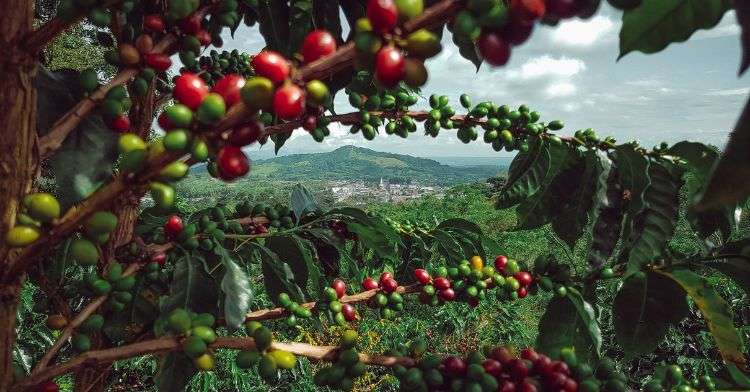 coffee growing regions